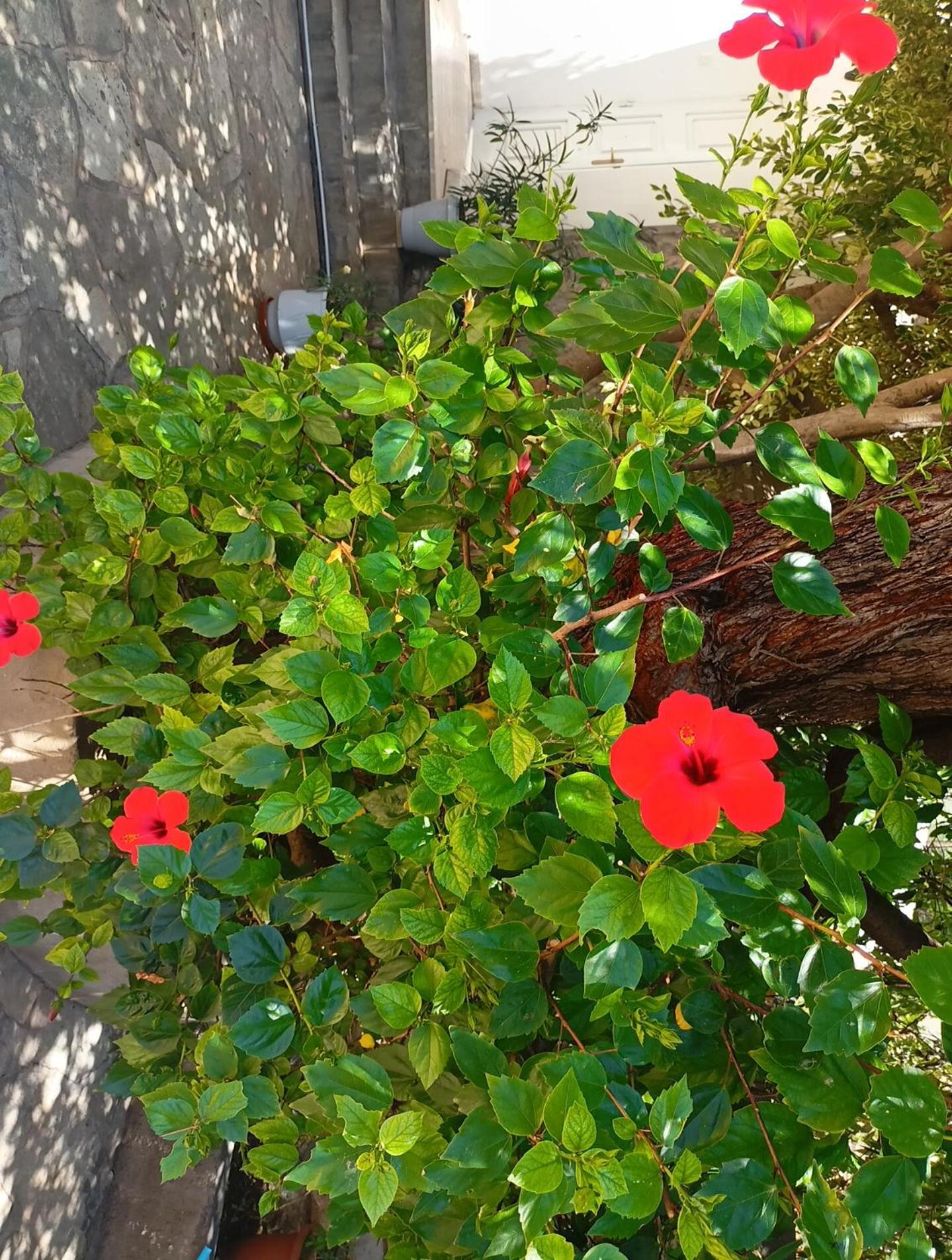 Smaragdas Paradise Hydra  Chambre photo
